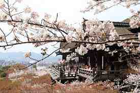 旅游签证资料,你翻译了吗?(图4) Cherry Blossom