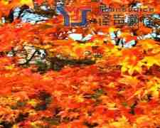 口碑好的翻译公司